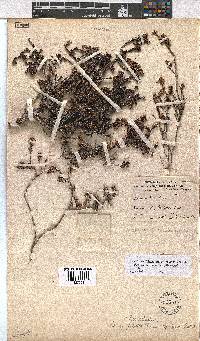 Erica glabella image