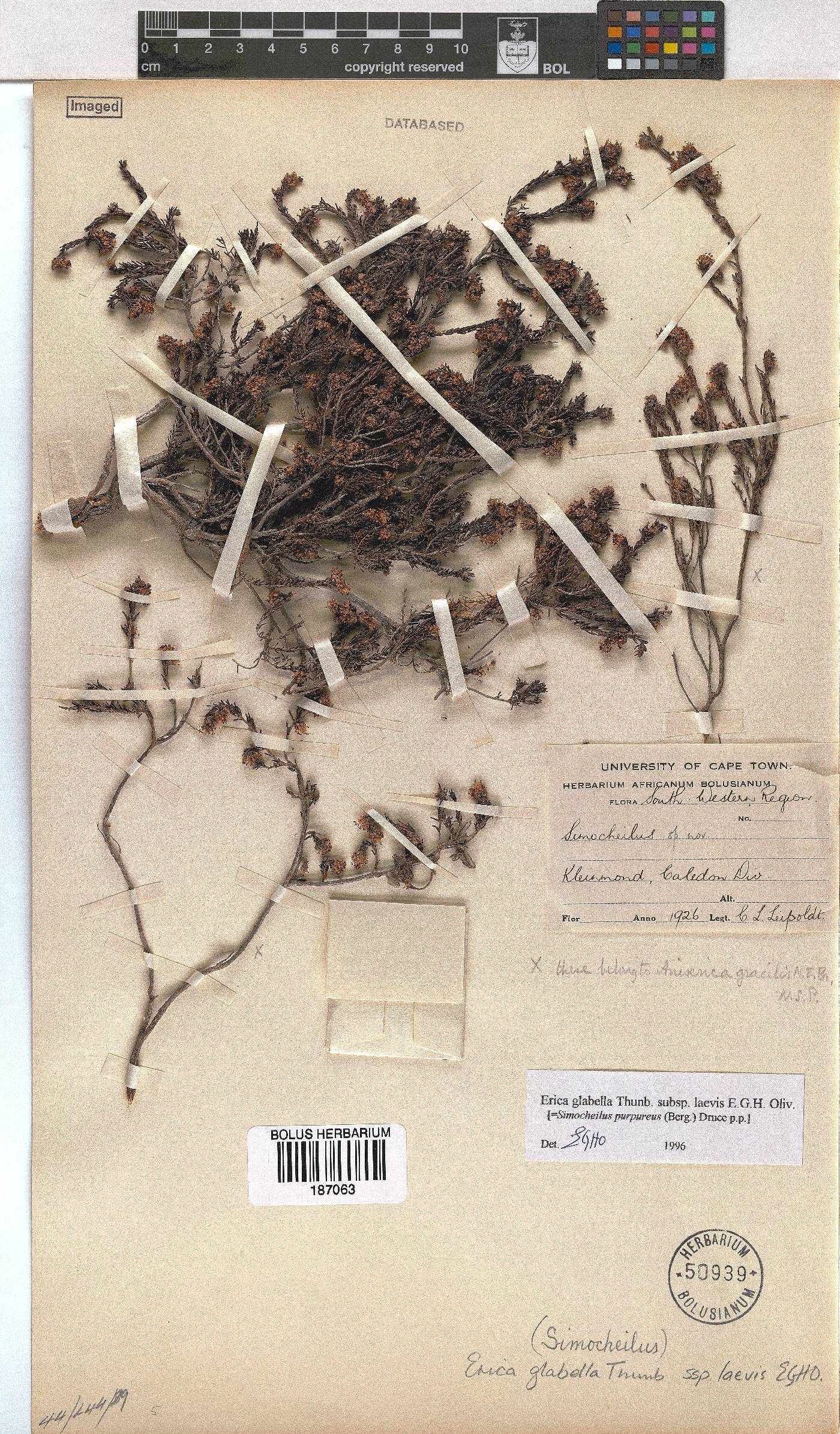 Erica glabella subsp. laevis image