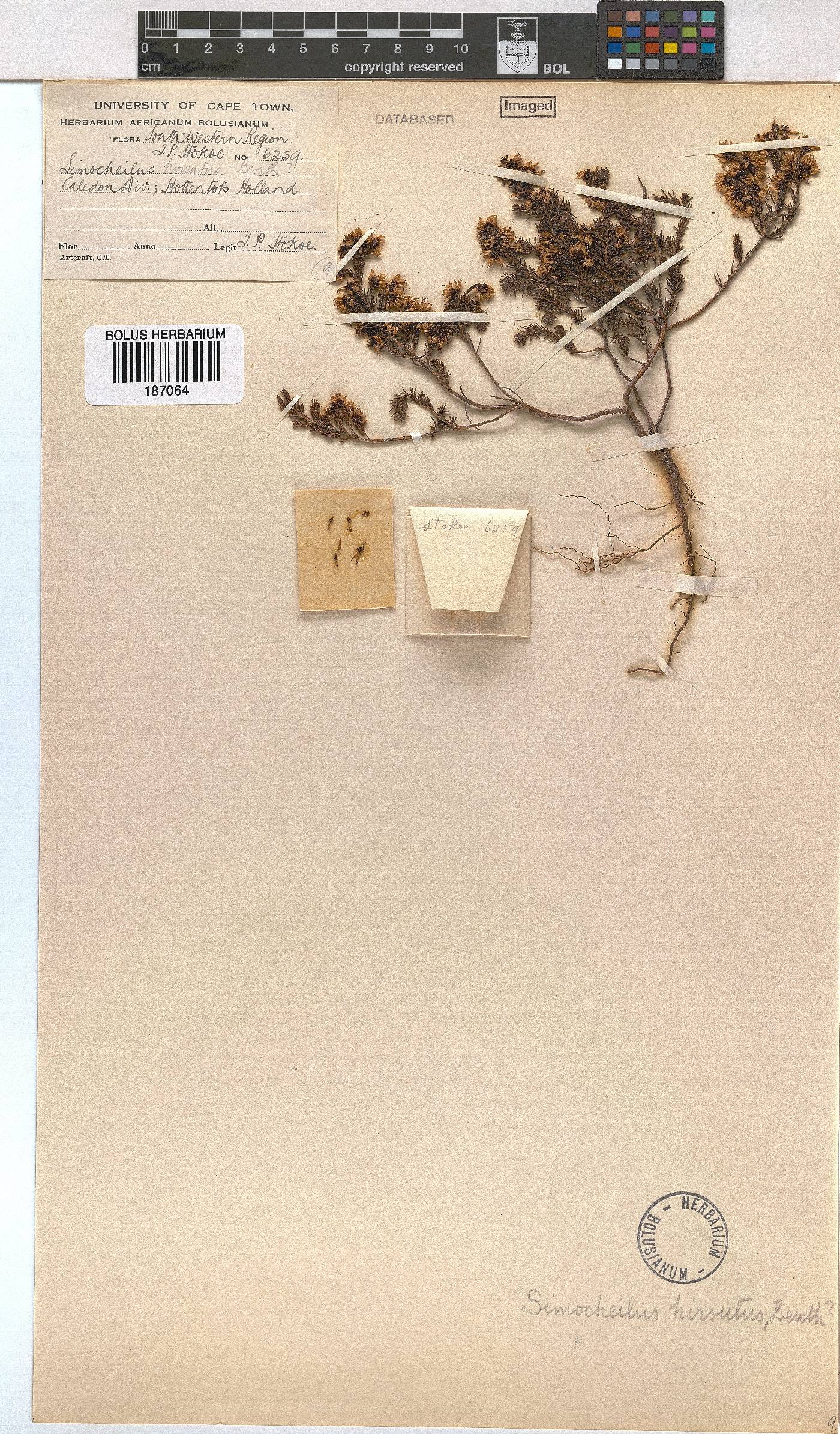 Erica glabella subsp. laevis image