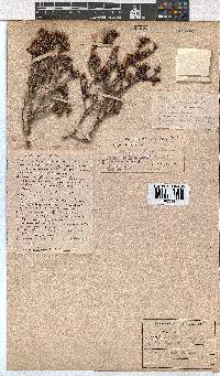 Erica glabella image