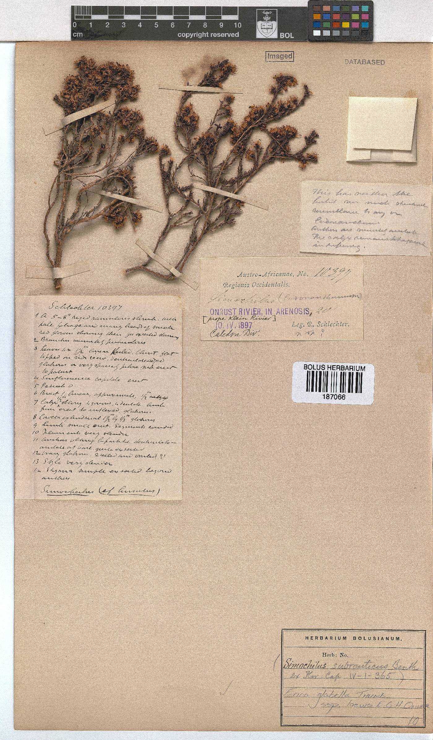 Erica glabella subsp. laevis image