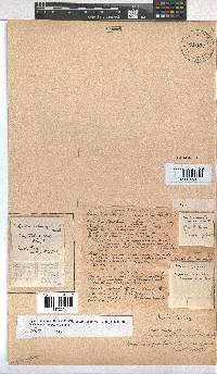 Erica paucifolia image