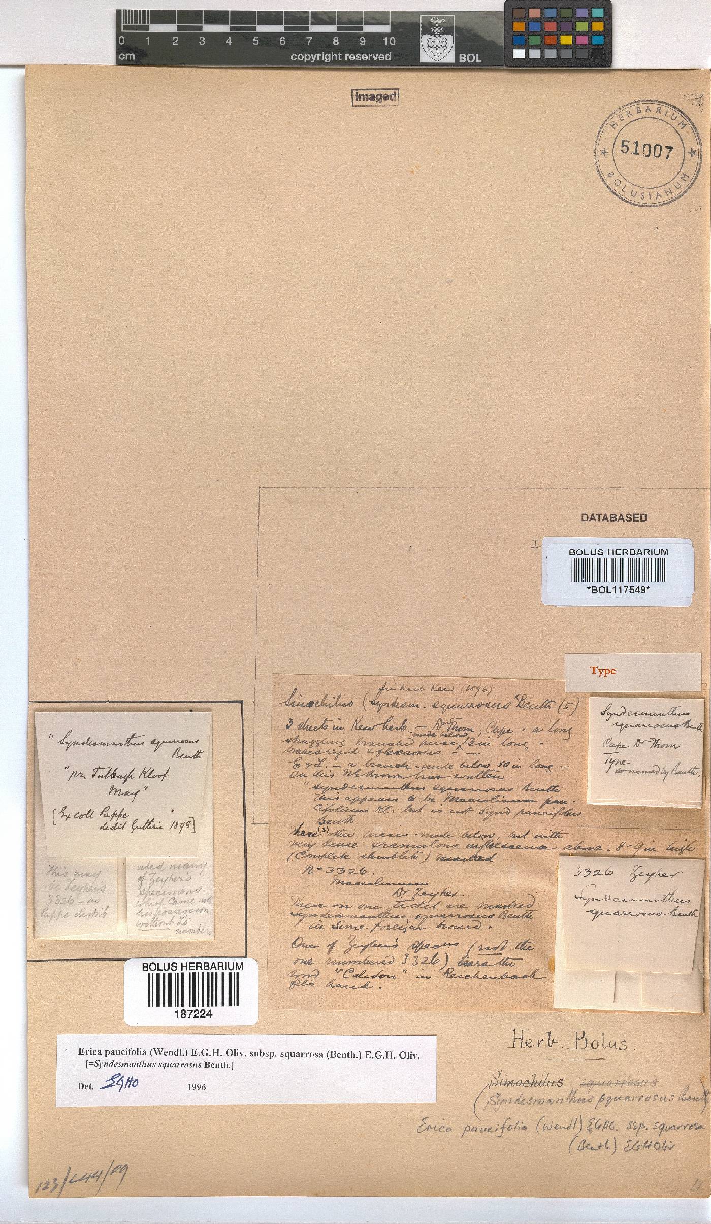 Erica paucifolia subsp. squarrosa image