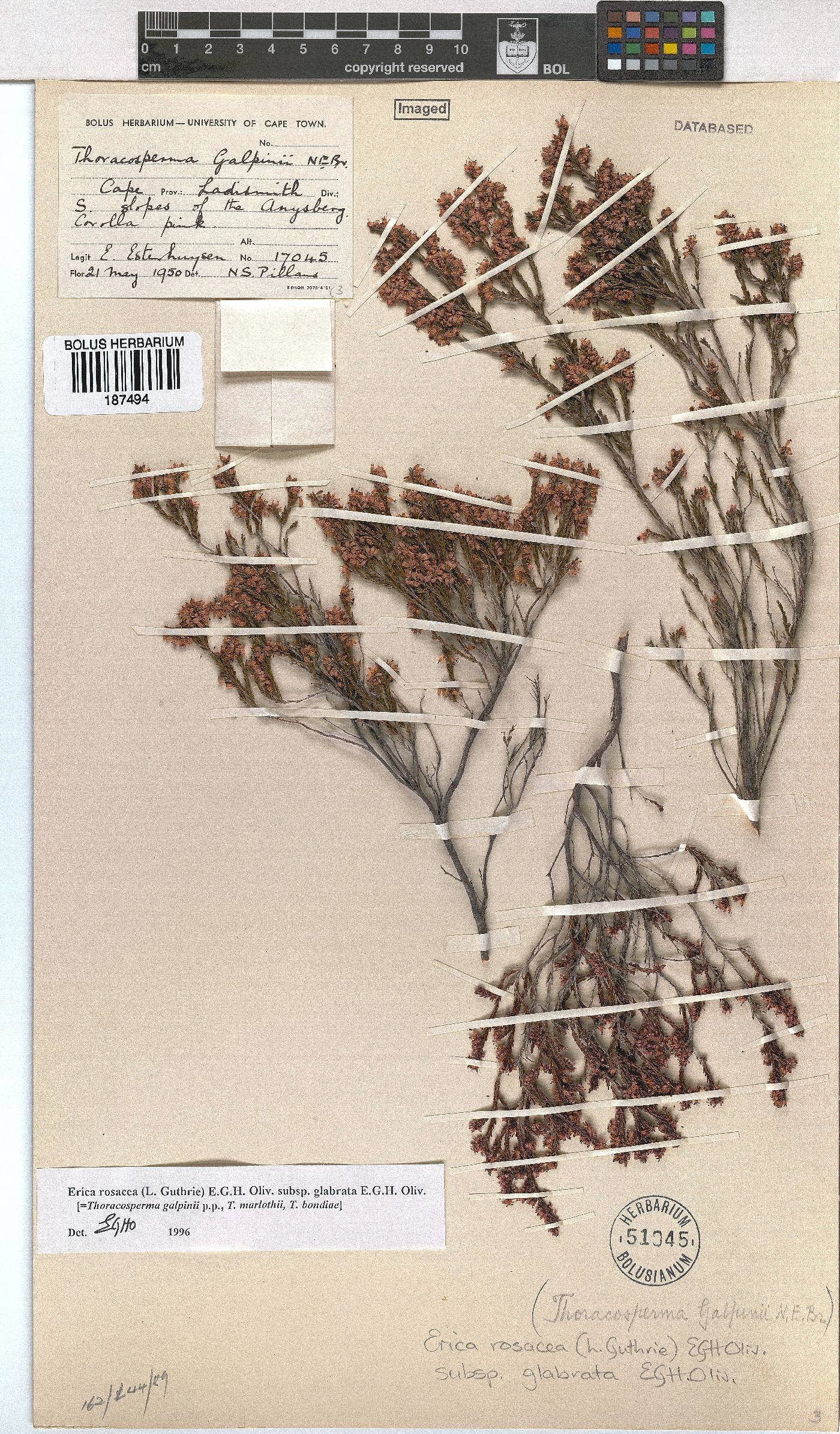 Erica rosacea subsp. glabrata image