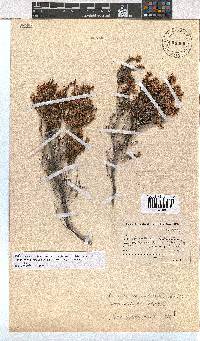 Erica rosacea subsp. glabrata image