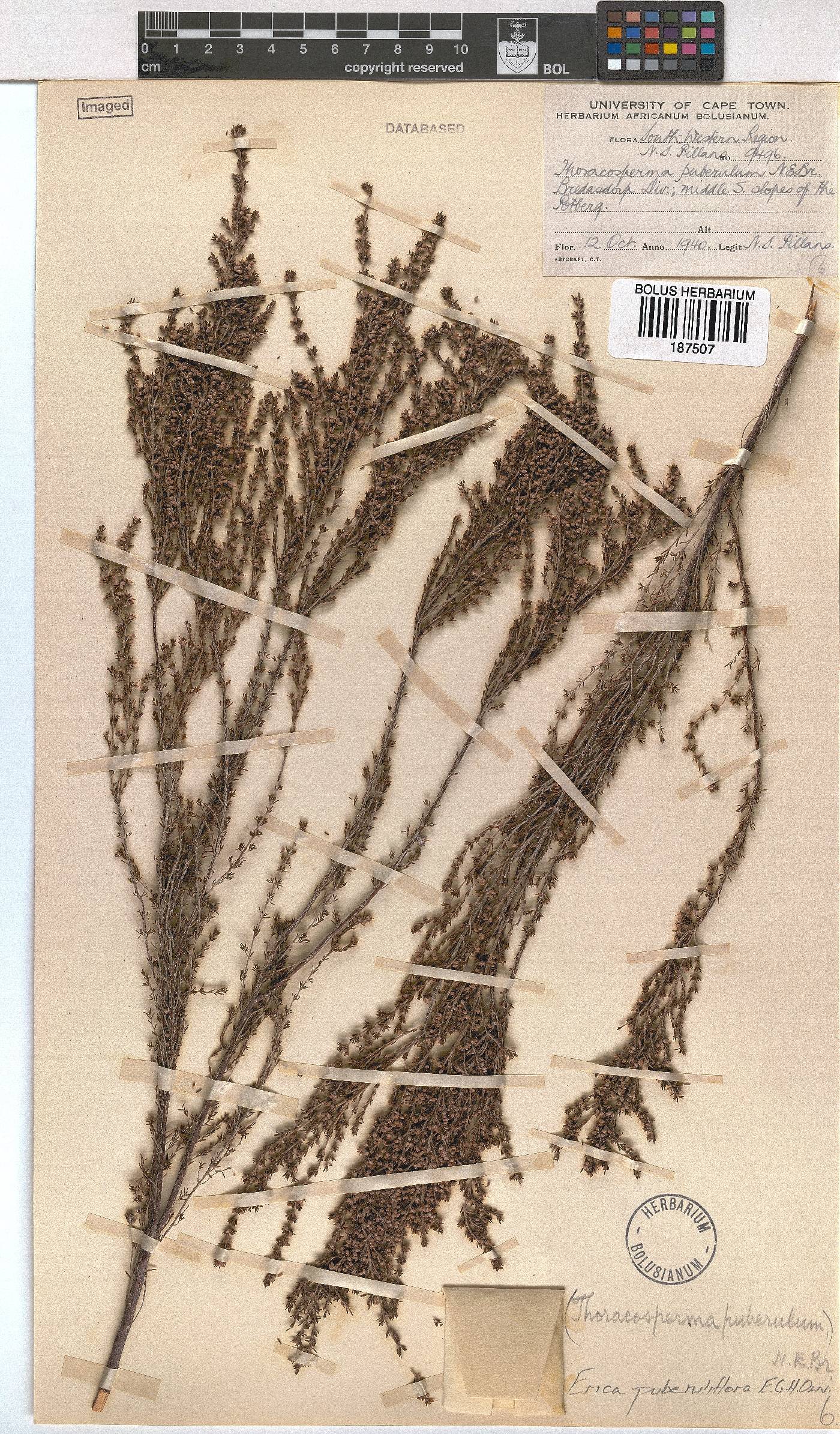 Erica puberuliflora image