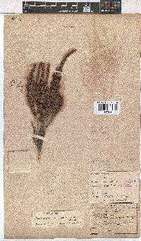 Erica puberuliflora image