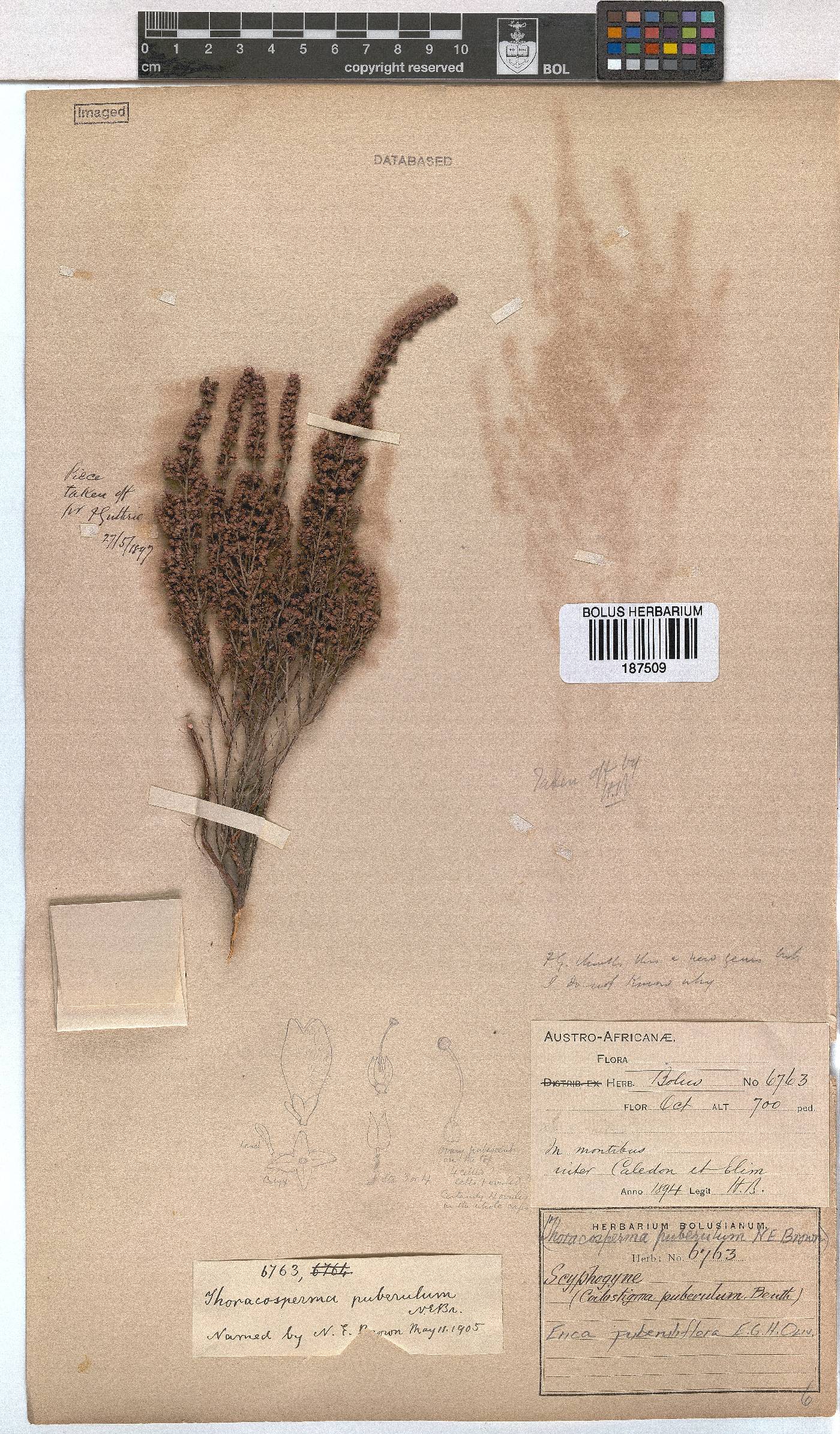 Erica puberuliflora image