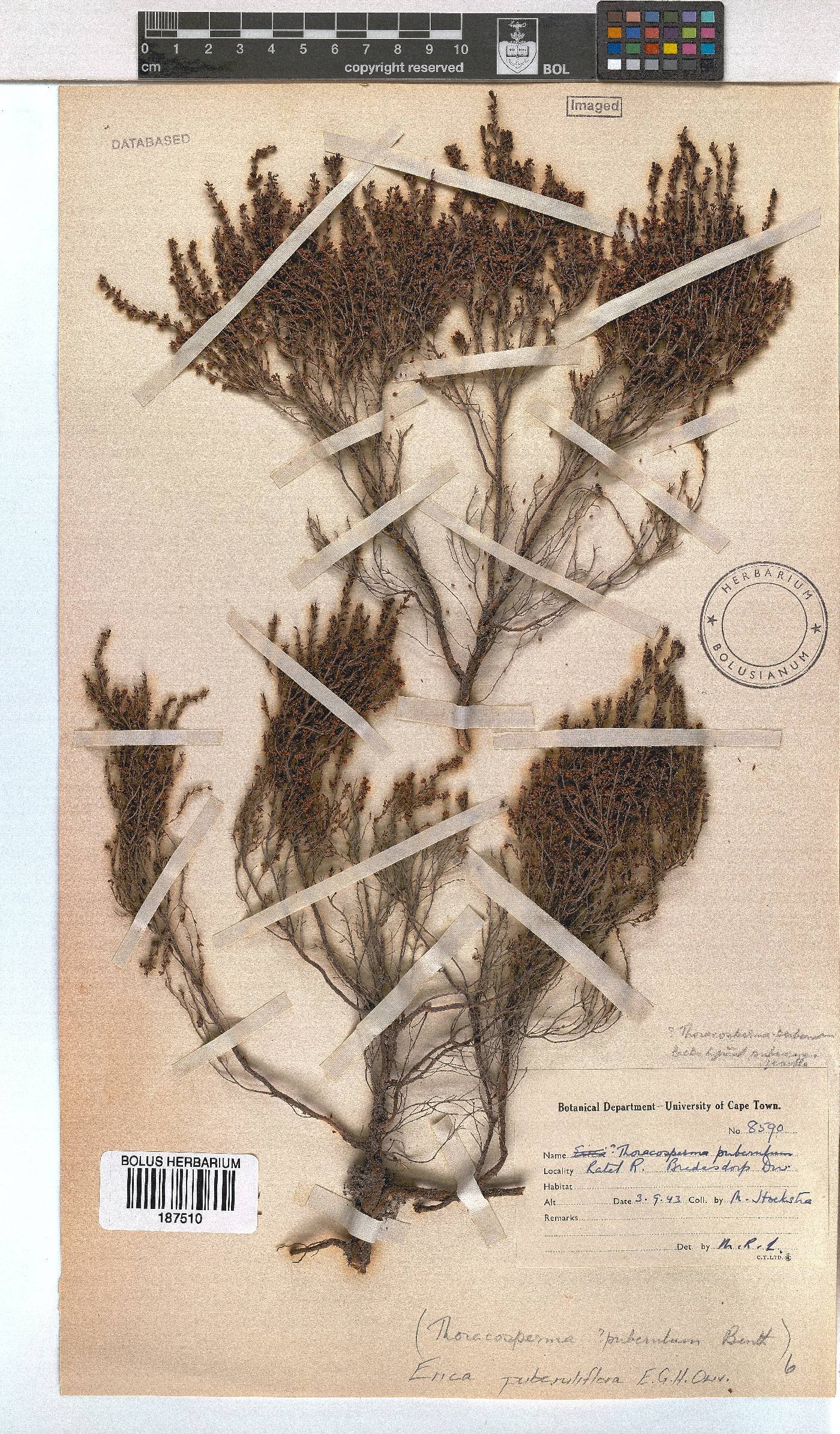 Erica puberuliflora image