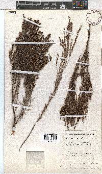 Erica puberuliflora image