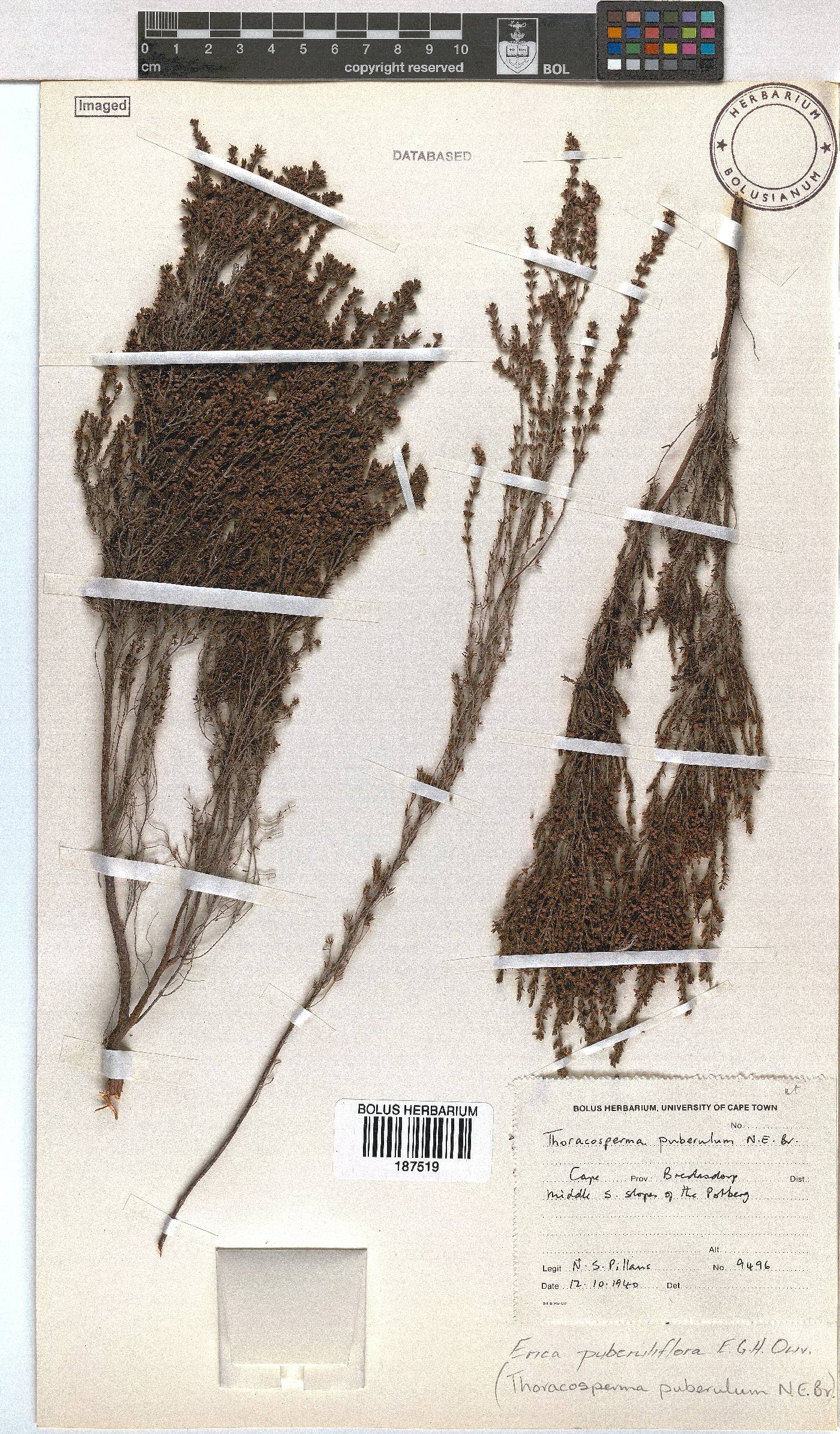 Erica puberuliflora image