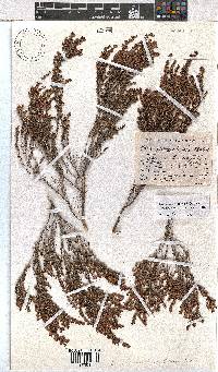 Erica puberuliflora image