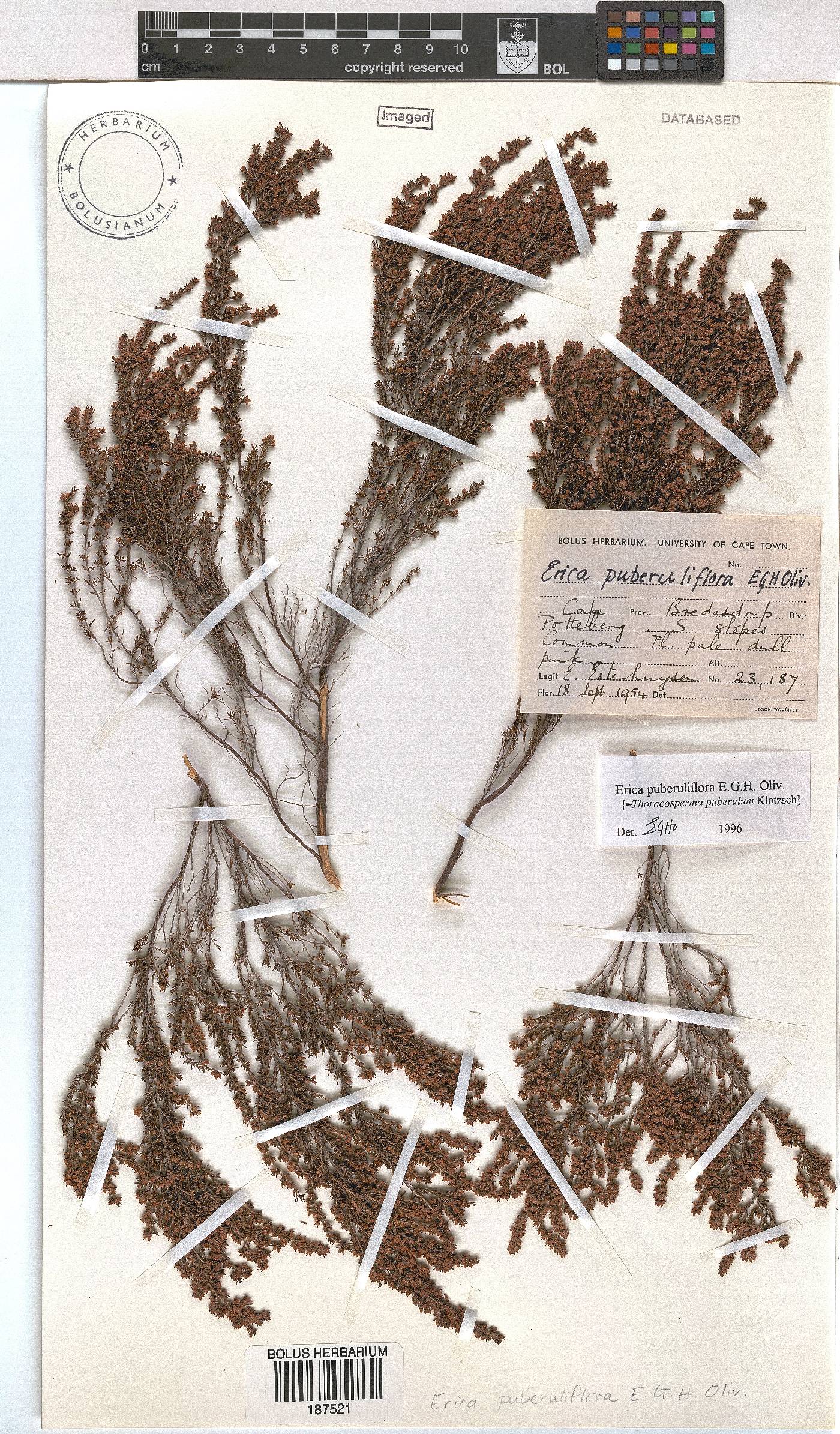 Erica puberuliflora image