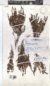 Erica puberuliflora image