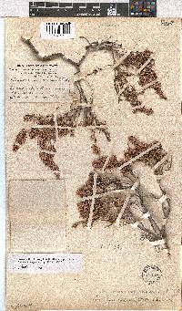 Erica rosacea subsp. rosacea image