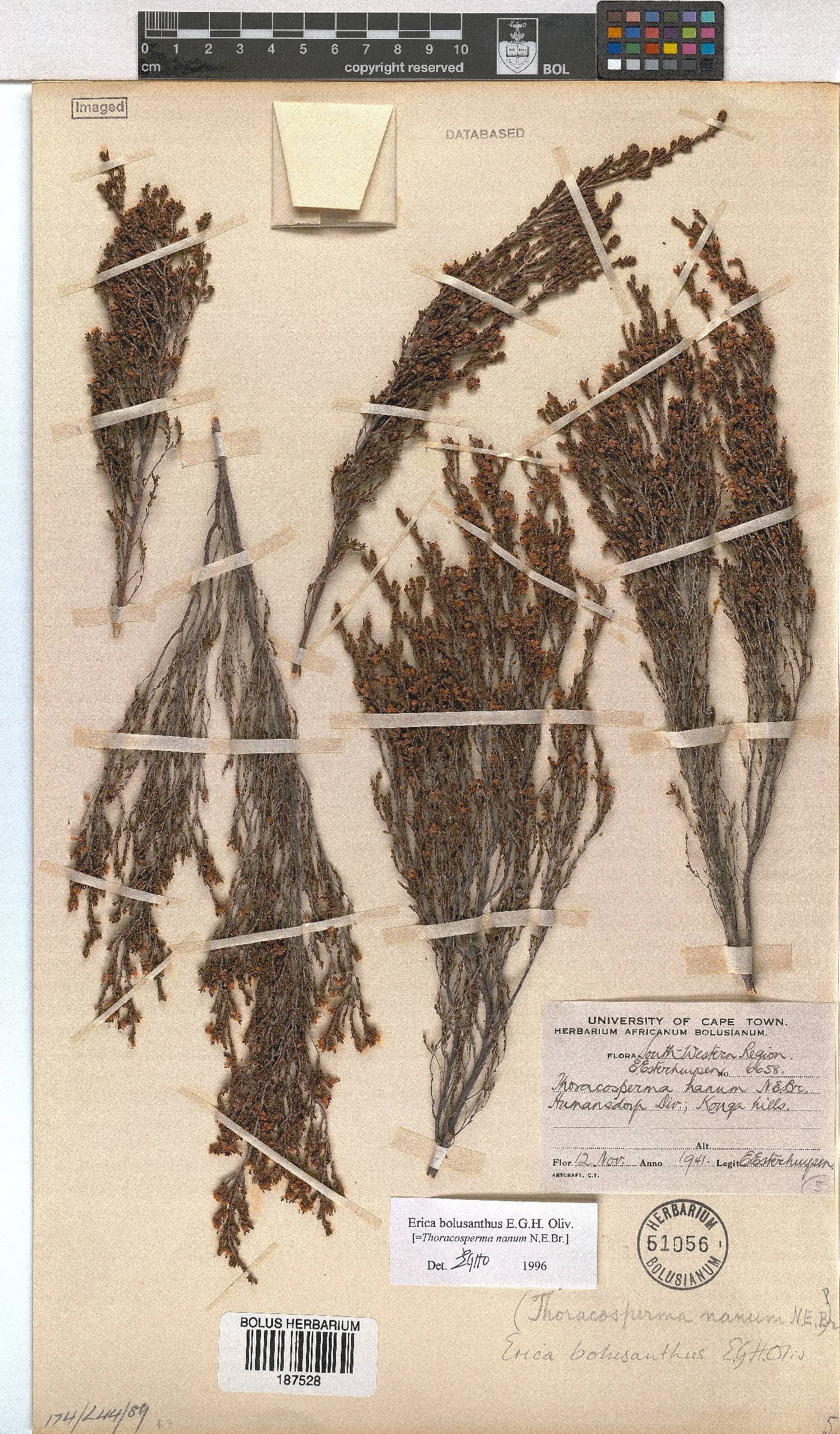 Erica bolusanthus image