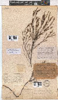 Erica bolusanthus image