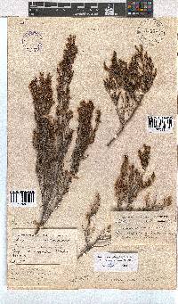 Erica bolusanthus image