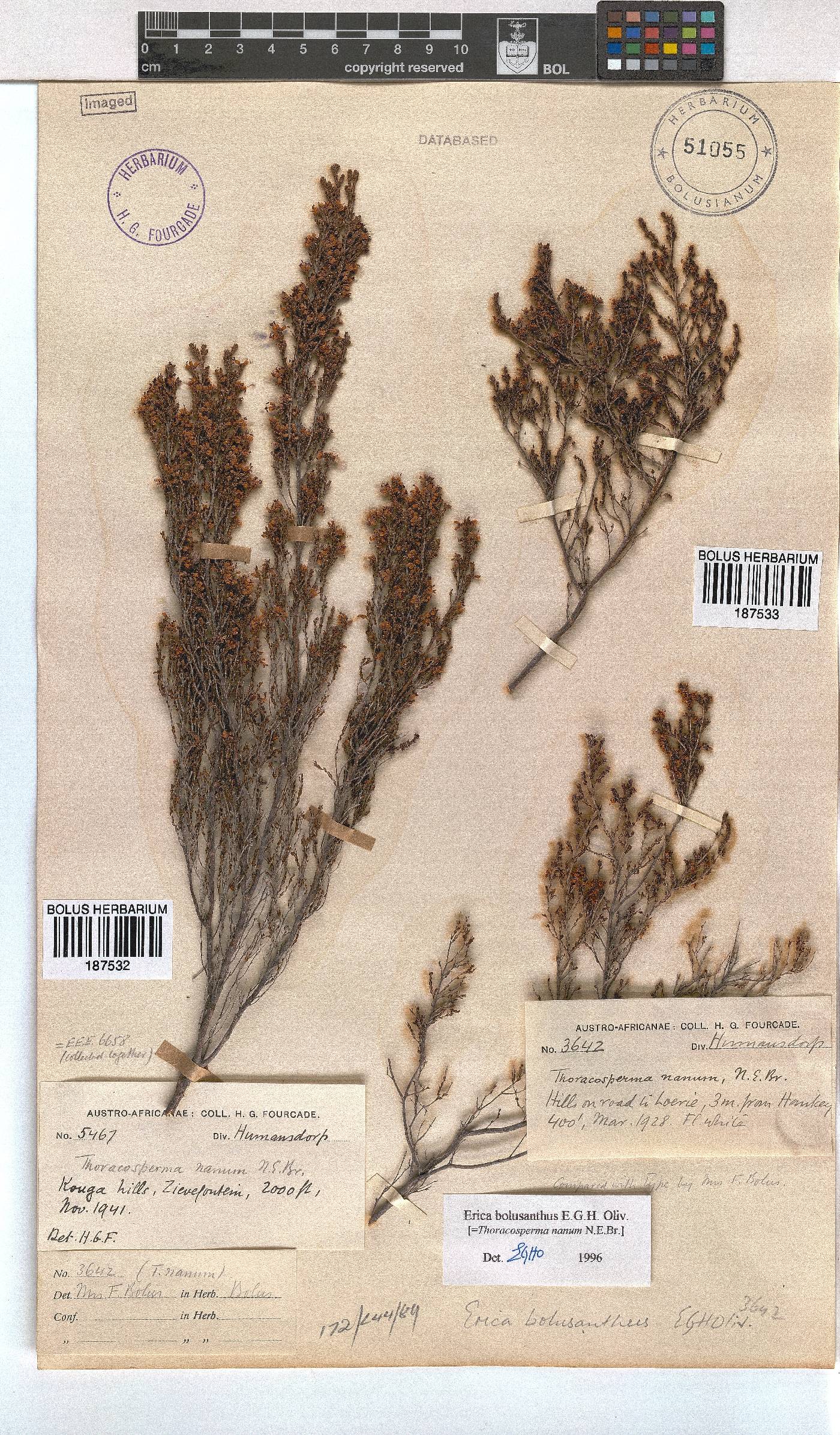 Erica bolusanthus image