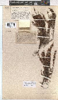 Erica bolusanthus image