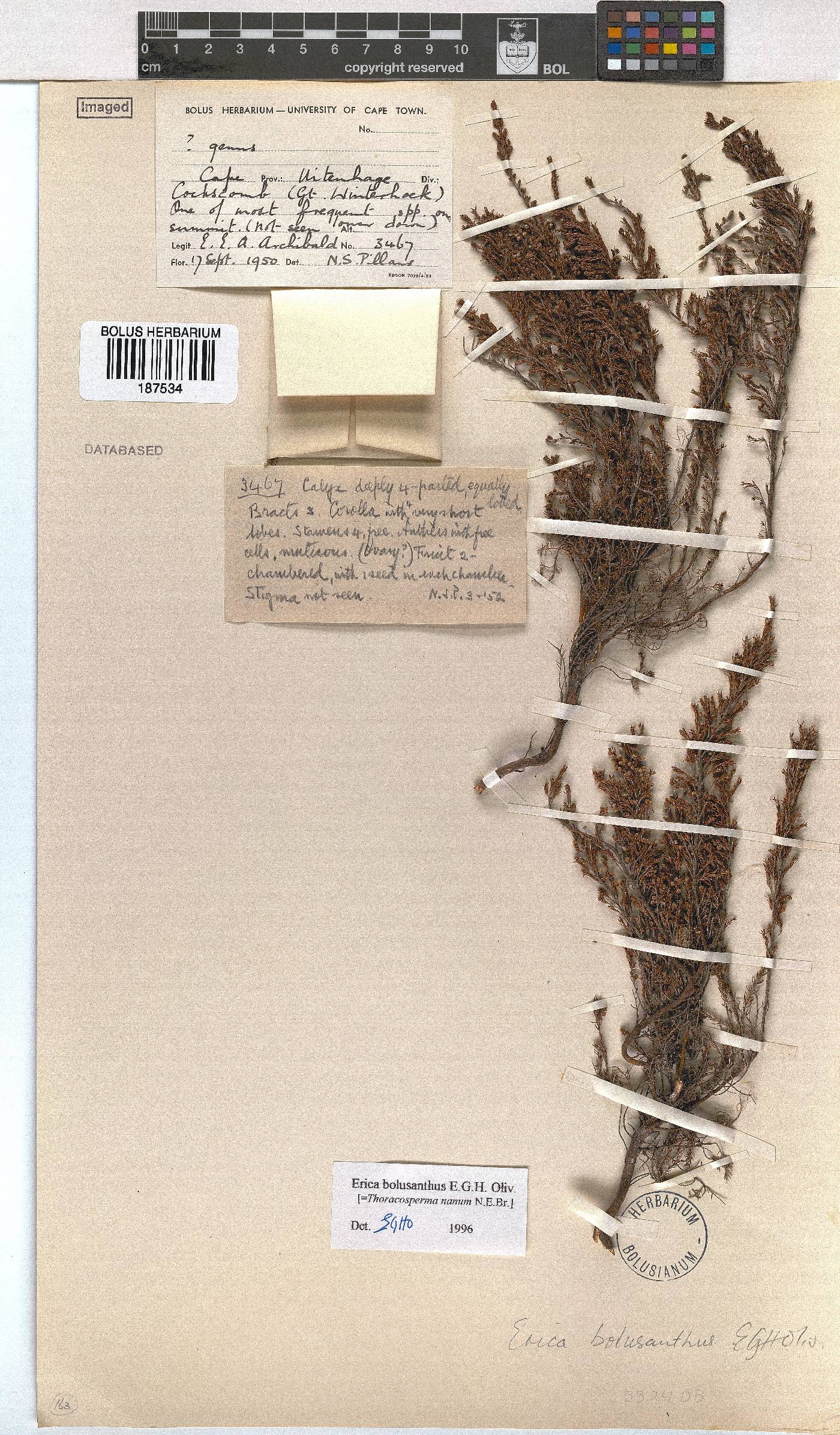 Erica bolusanthus image