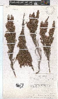 Erica bolusanthus image