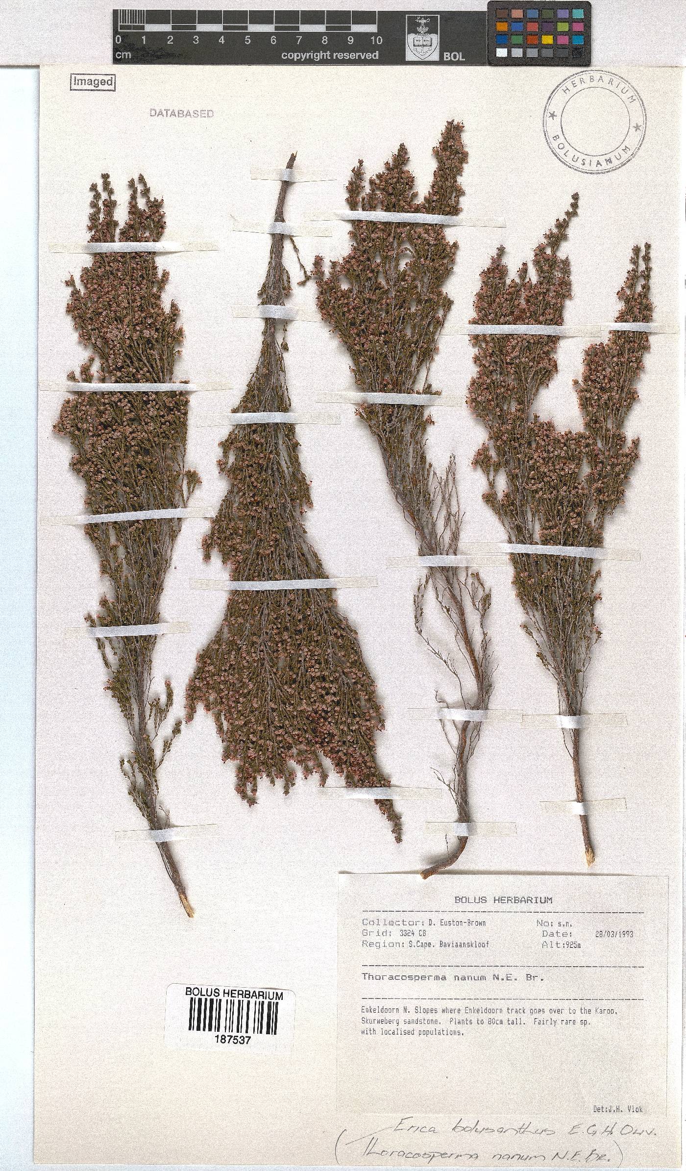 Erica bolusanthus image