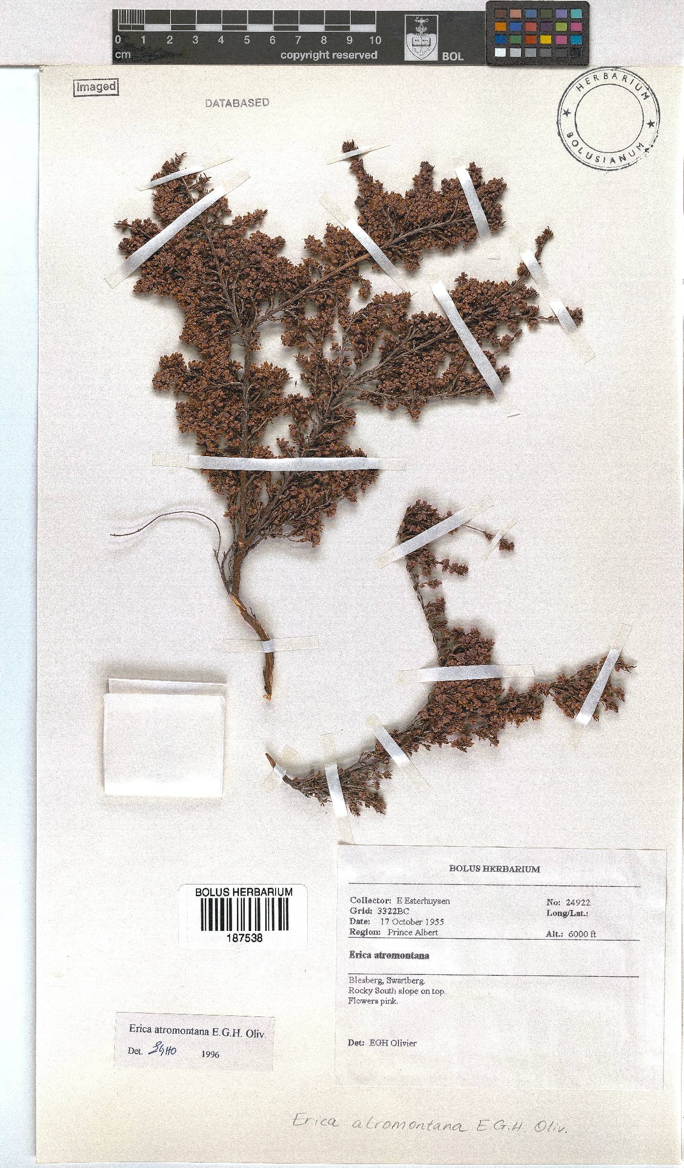 Erica atromontana image