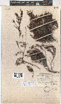 Erica atromontana image