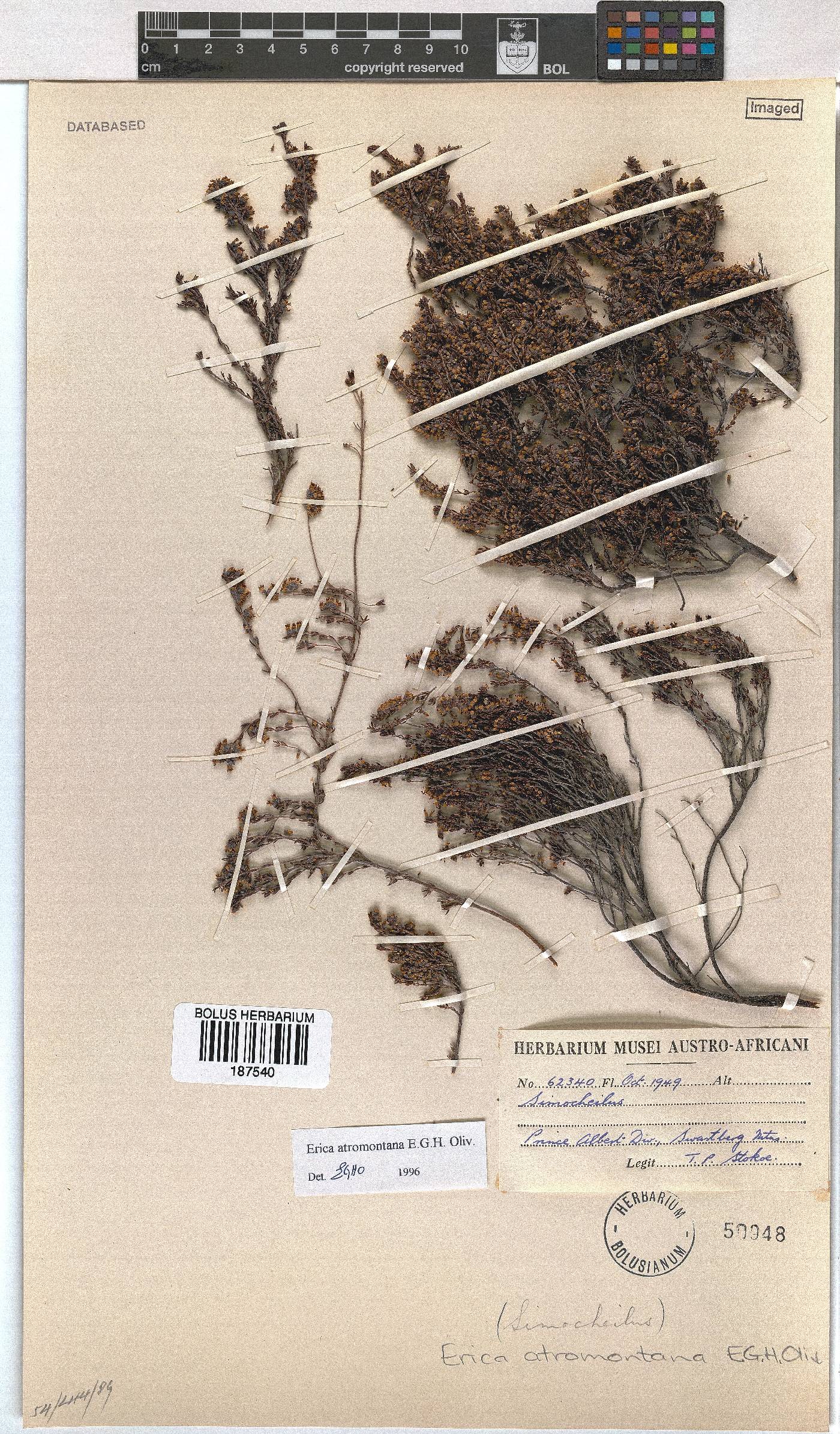 Erica atromontana image