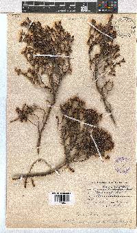 Erica labialis image