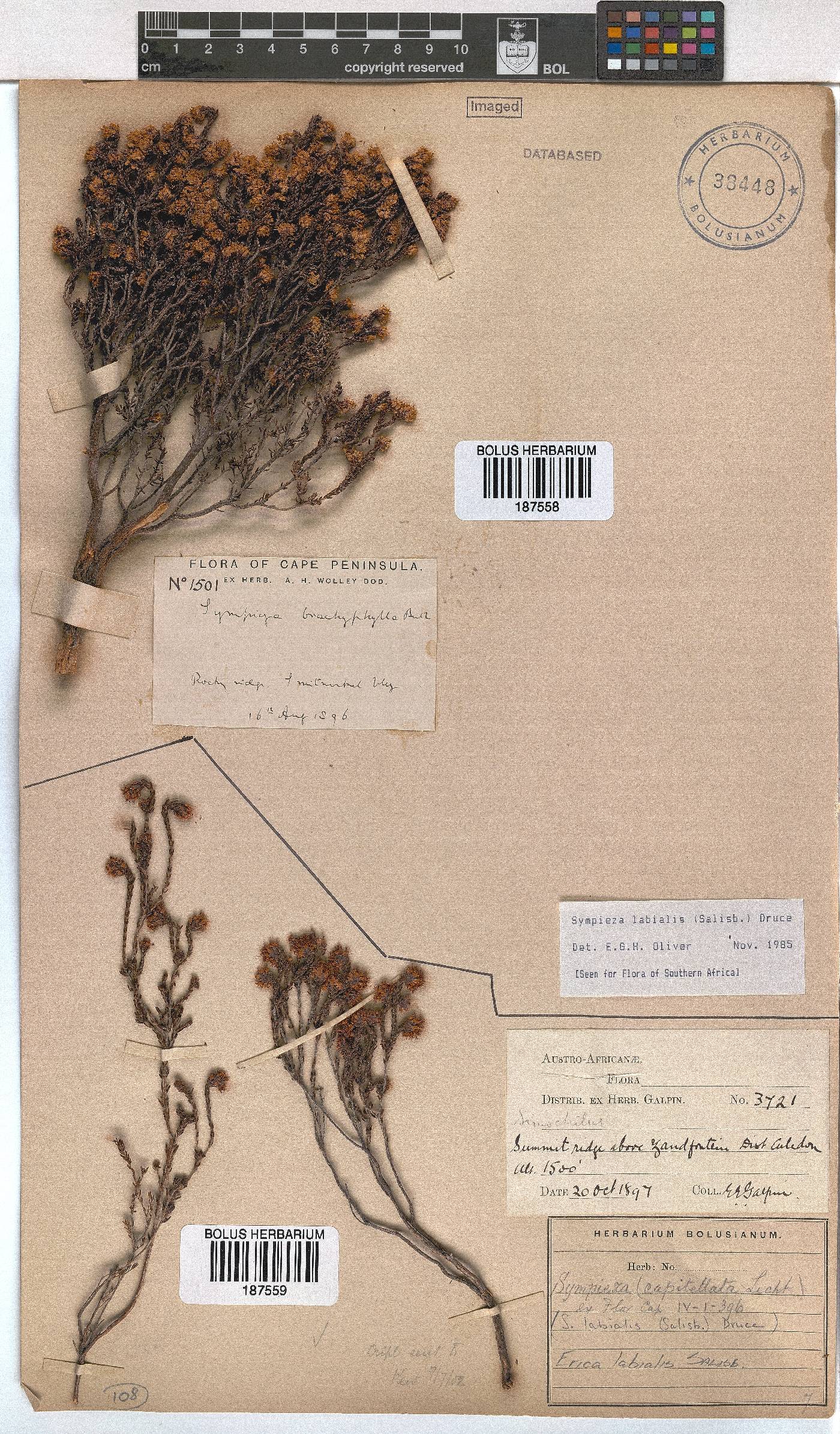 Erica labialis image