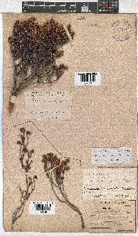 Erica labialis image