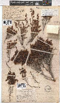 Erica labialis image