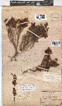 Erica labialis image