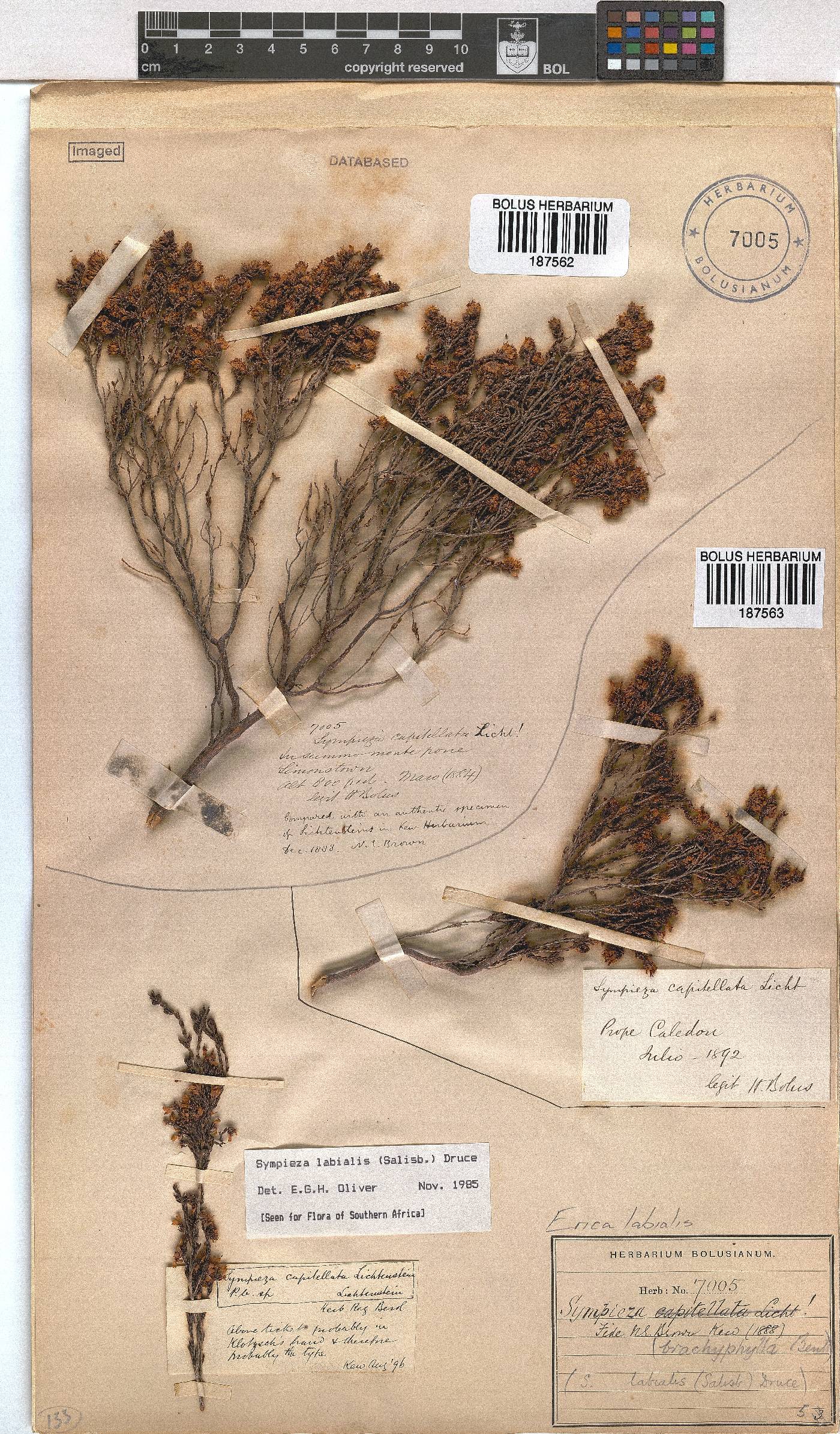 Erica labialis image