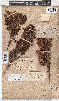 Erica labialis image