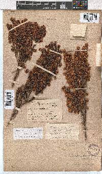 Erica labialis image