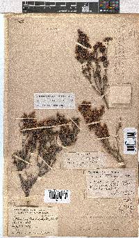 Erica labialis image