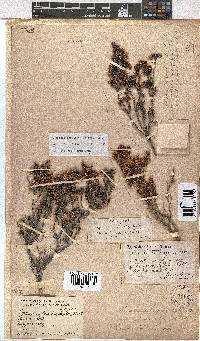 Erica labialis image