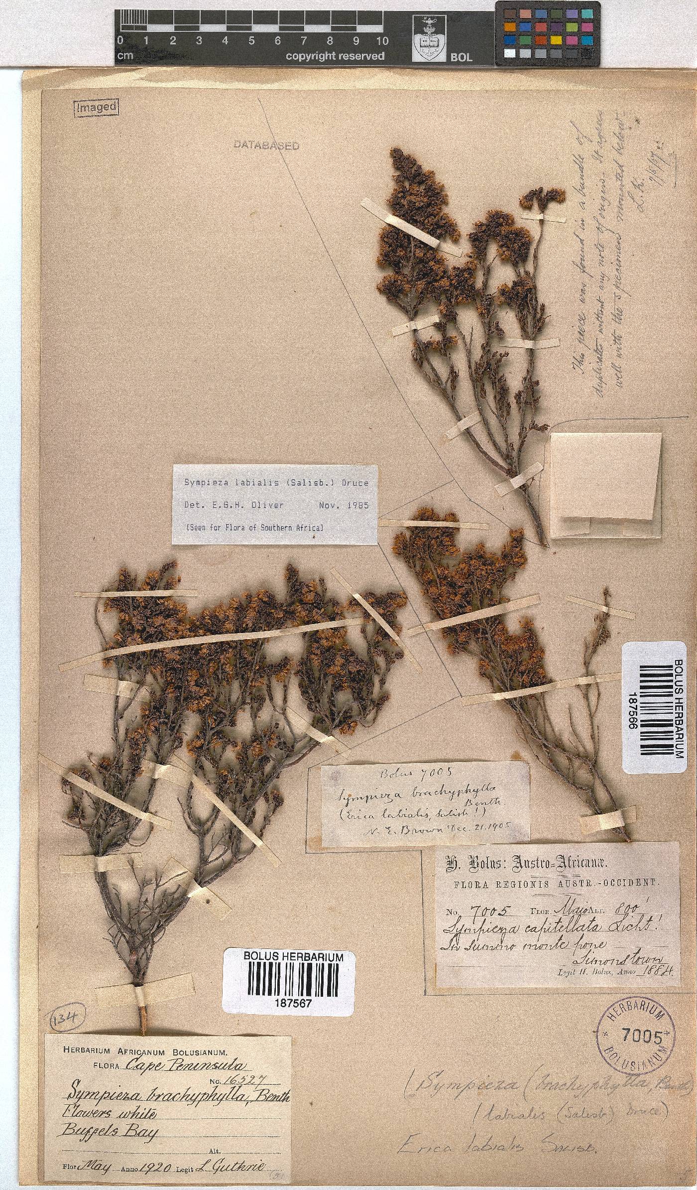 Erica labialis image