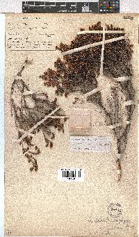 Erica labialis image