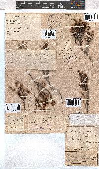 Erica labialis image