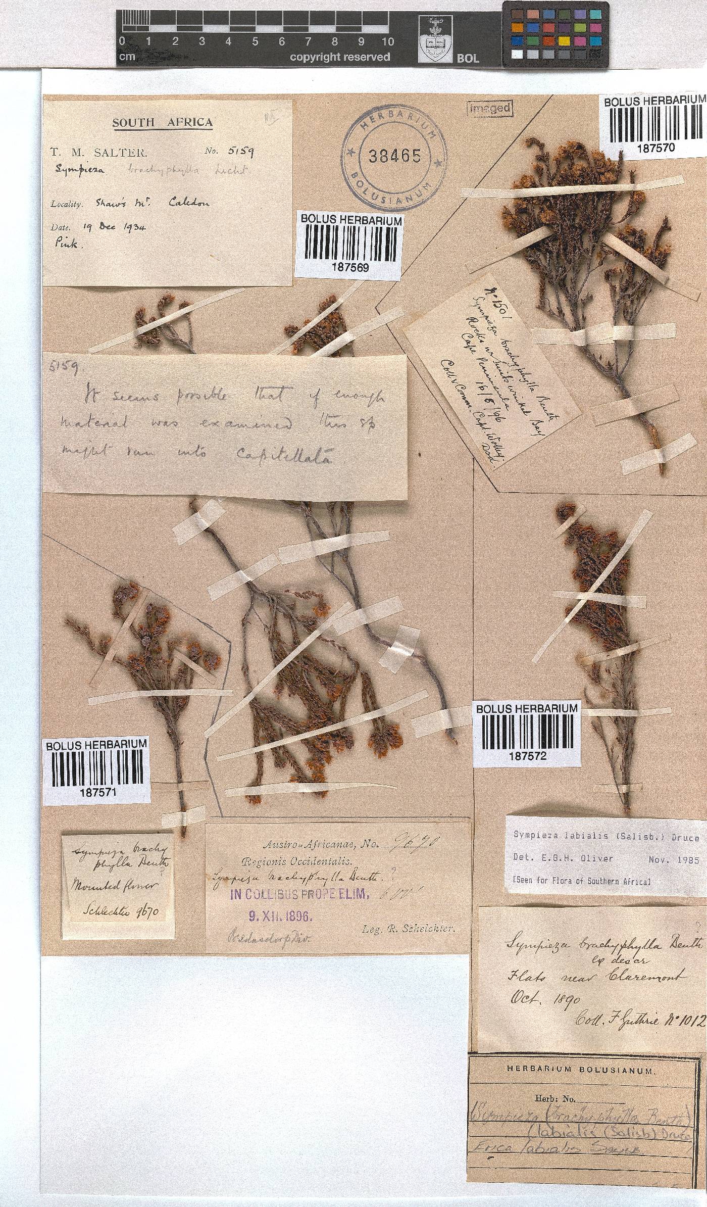 Erica labialis image