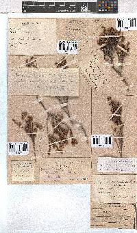 Erica labialis image