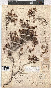 Erica labialis image