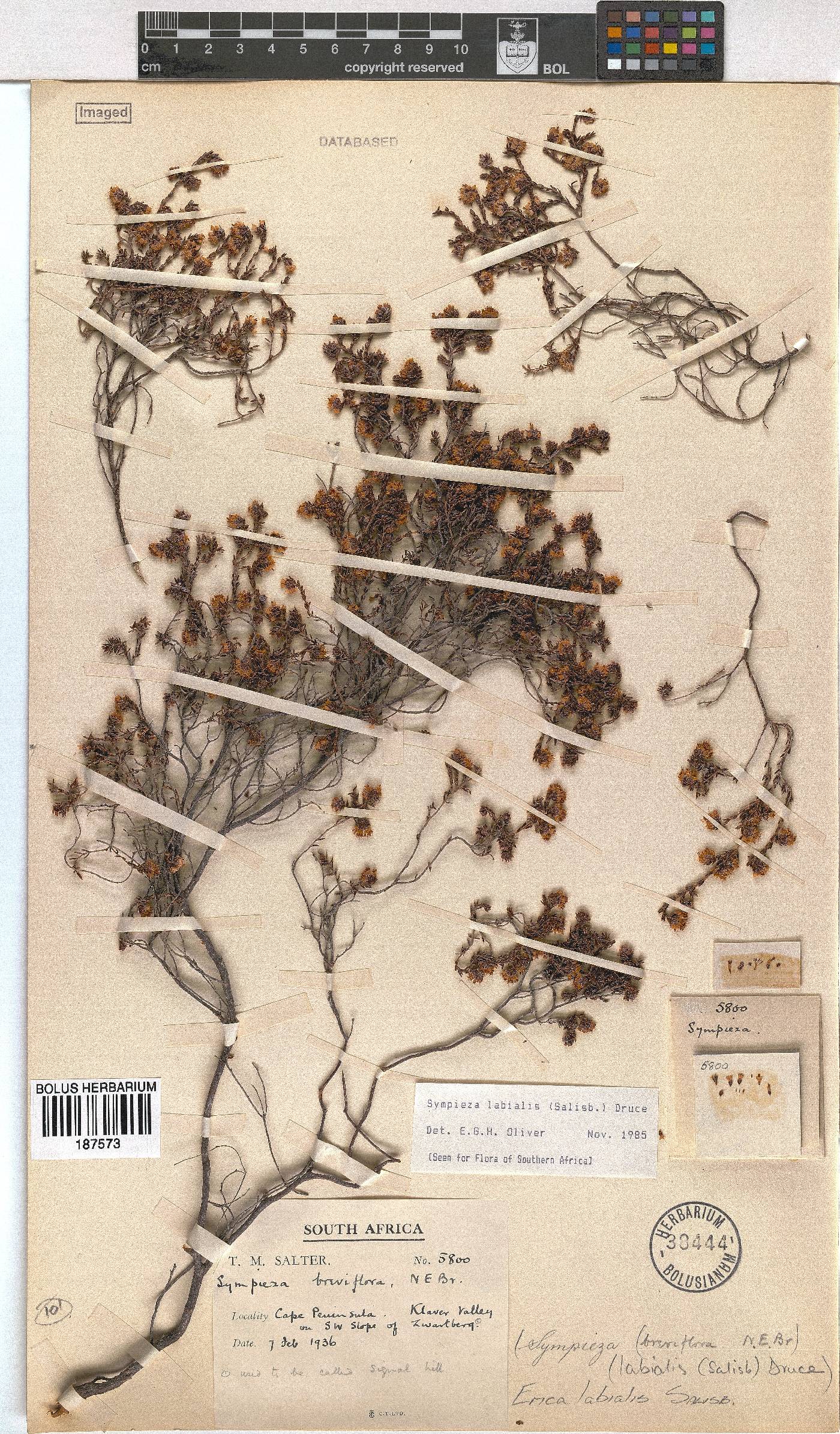 Erica labialis image