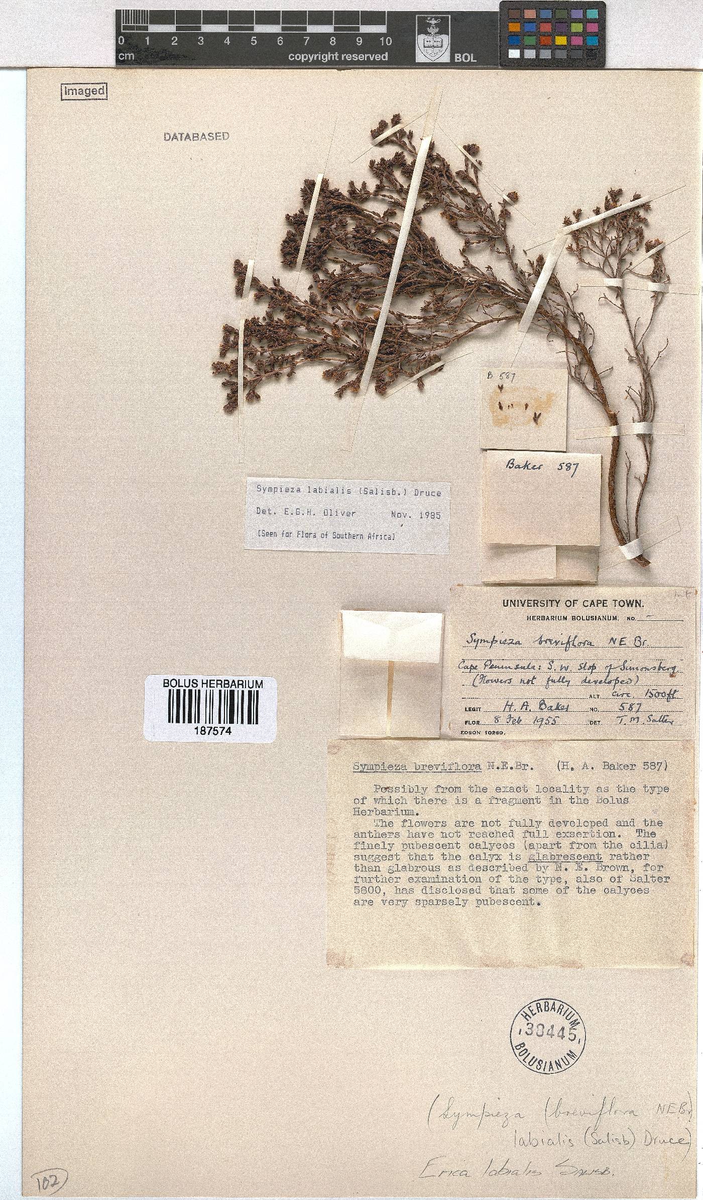 Erica labialis image