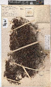 Erica labialis image