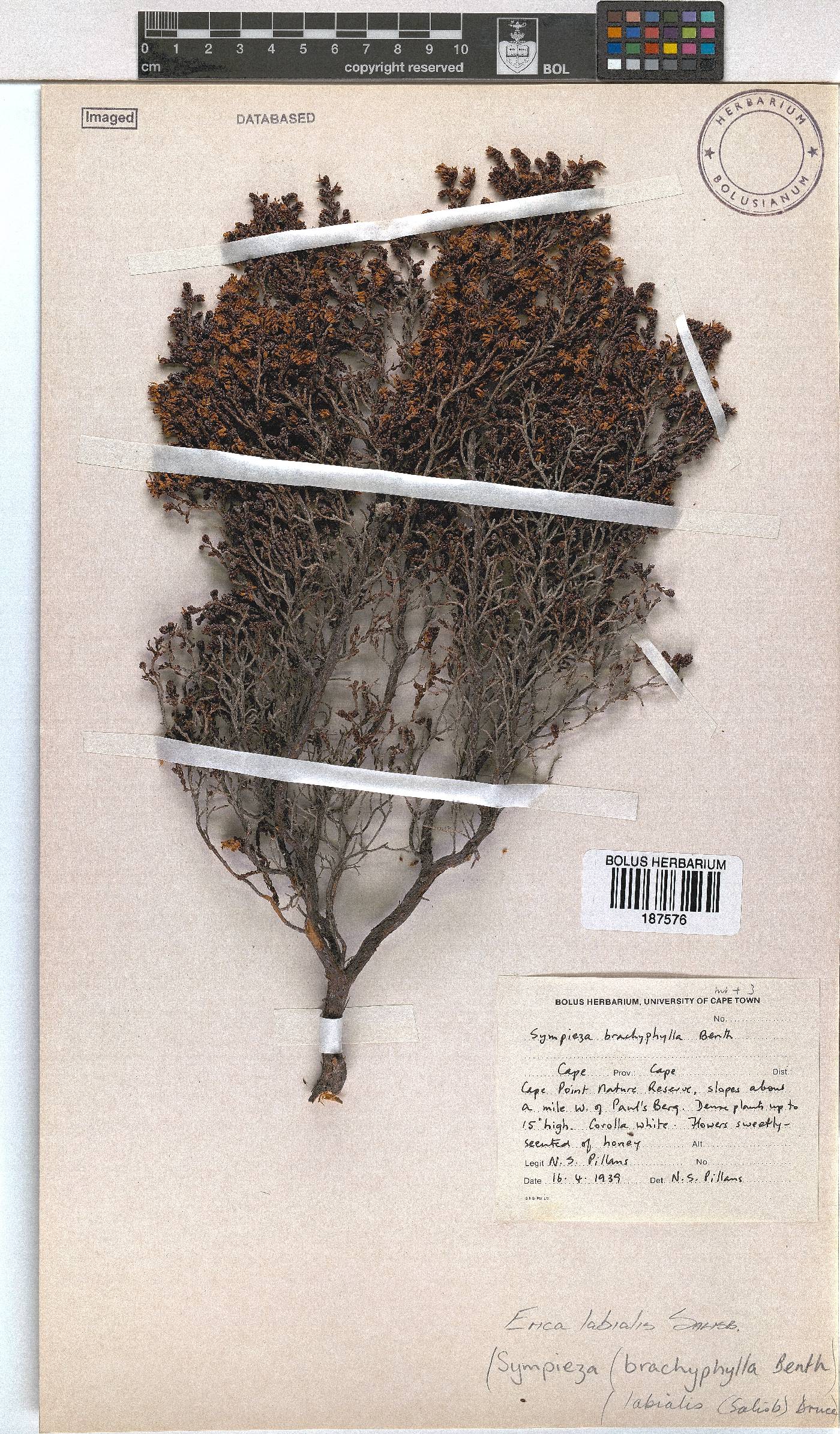 Erica labialis image